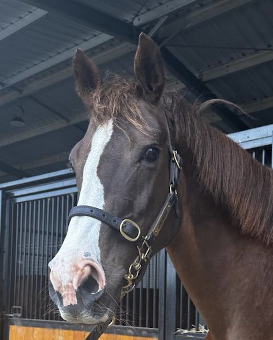2022 october early online sale inglis digital online auctions